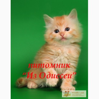 РЫЖИЕ сибирские котята-котики