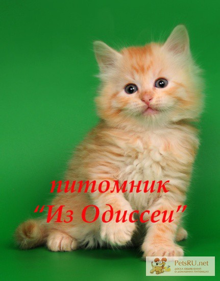 РЫЖИЕ сибирские котята-котики