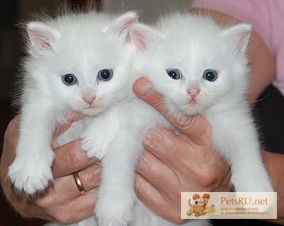 Ангорские котята в добрые руки 2 мес, Москва — PetsRU