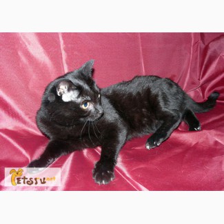 Черная пантерка Багира, молодая домашняя кошка-крысоловка в добрые руки