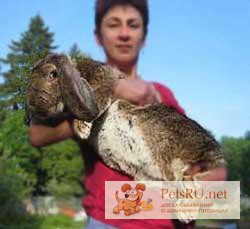 Кролики племенные, мясные французский баран, фландр