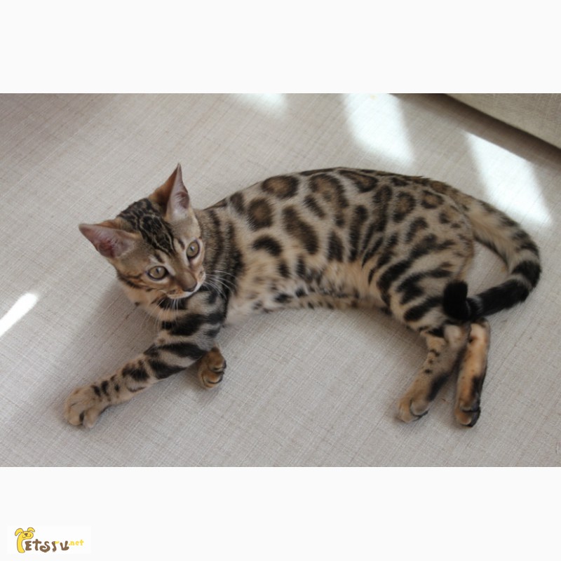 Фото 1/1. Бенгальская кошка с крупной розеткой