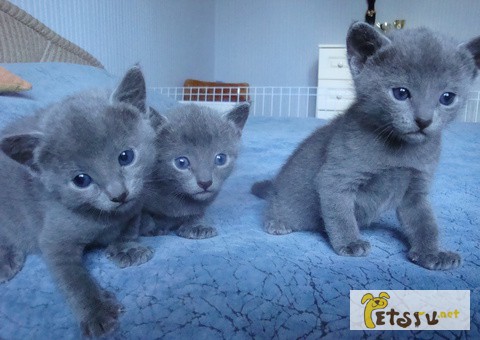 Фото 1/1. Русские голубые котята