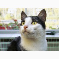 Уникальный по окрасу котенок Неймур, метис бенгала ищет дом