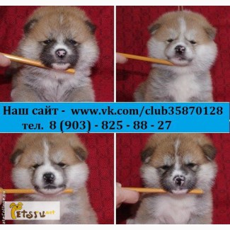 Акита-Ину недорого щеночков продам в Иваново