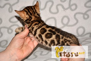 Фото 1/1. Бенгальские котята розетка на золоте в Москве