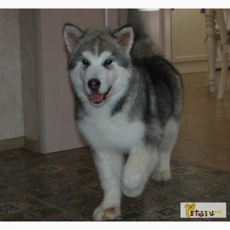Продается щенок аляскинсого маламута в Тольятти