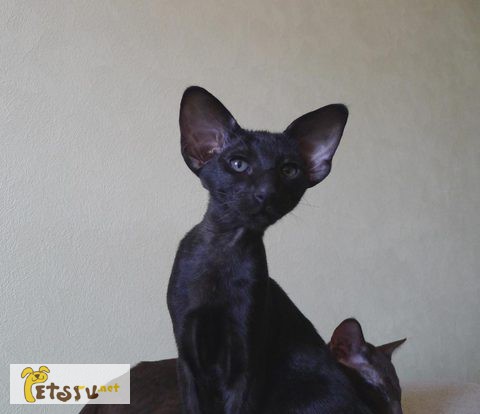 Ориентальные котята черного и шоколадного окраса