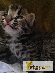 Фото 1/1. Котята Азиатской леопардовой кошки