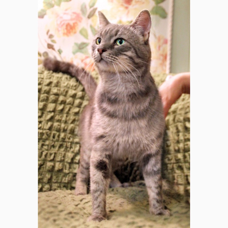 Фото 5. Миротворец котик Паштет в добрые руки