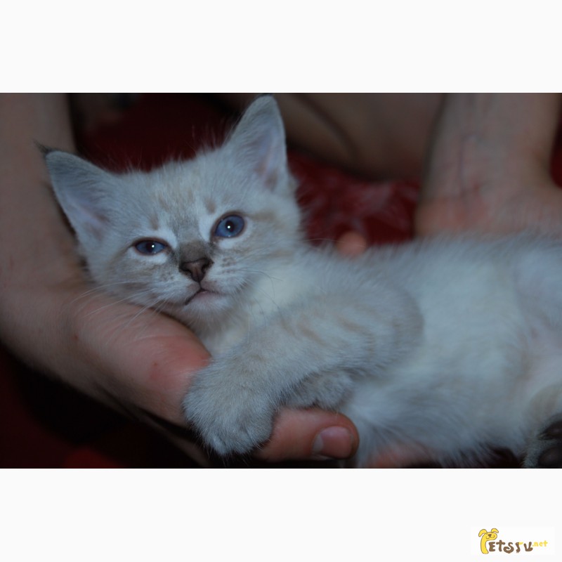 Фото 2. Тайский котенок. Тэбби, 2 мес