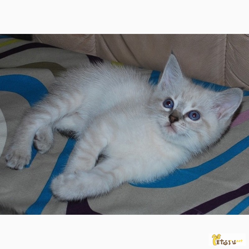 Фото 3. Тайский котенок. Тэбби, 2 мес