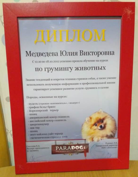Фото 2. Стрижка собак в Екатеринбурге