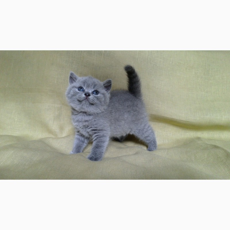 Фото 1/1. Британские котята голубого окраса