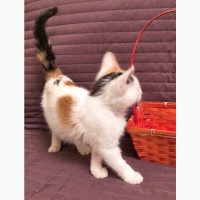 Очаровательная Китти - котенок в дар