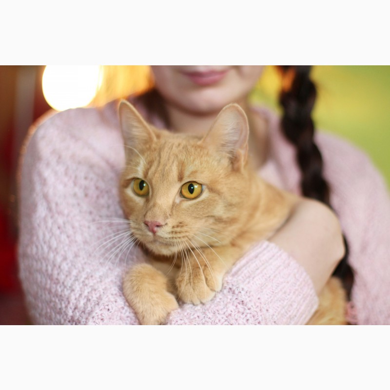 Фото 5. Рыжий кото-принц Кекс ищет дом