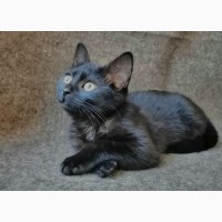 Черный котенок Муха очень хочет домой