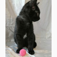 Черный котенок Муха очень хочет домой