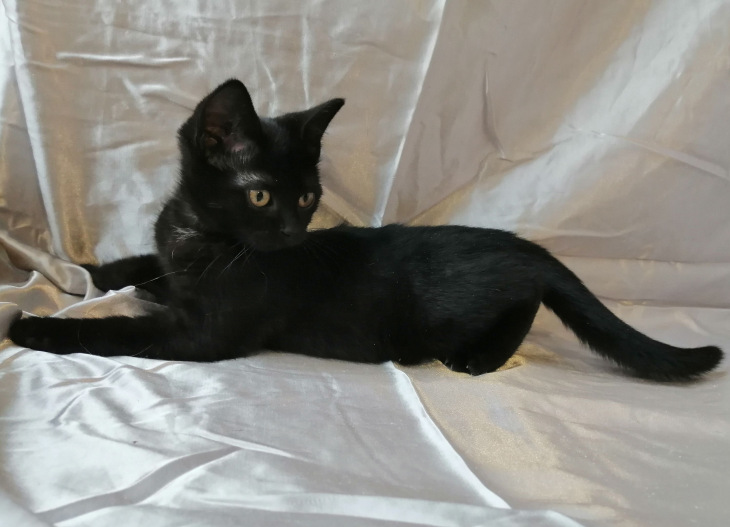 Фото 9. Черный котенок Муха очень хочет домой