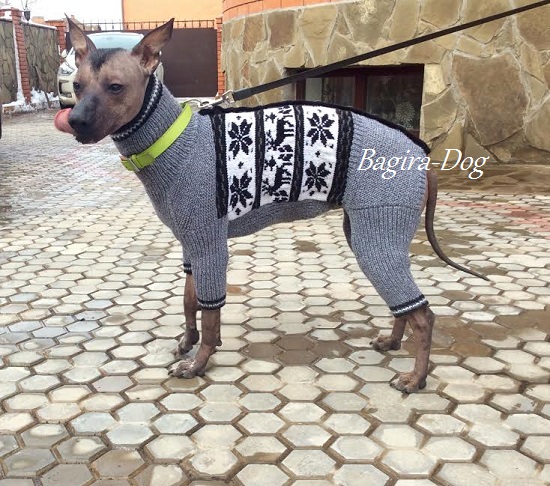 Фото 5. Одежда для голых собак ( Ксоло, Перуанских голых и КХС )