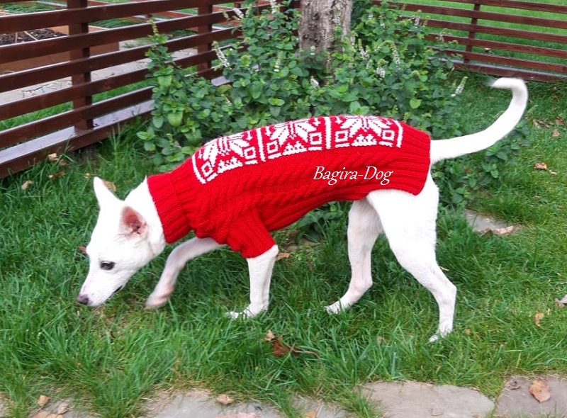 Фото 17. Одежда для голых собак ( Ксоло, Перуанских голых и КХС )