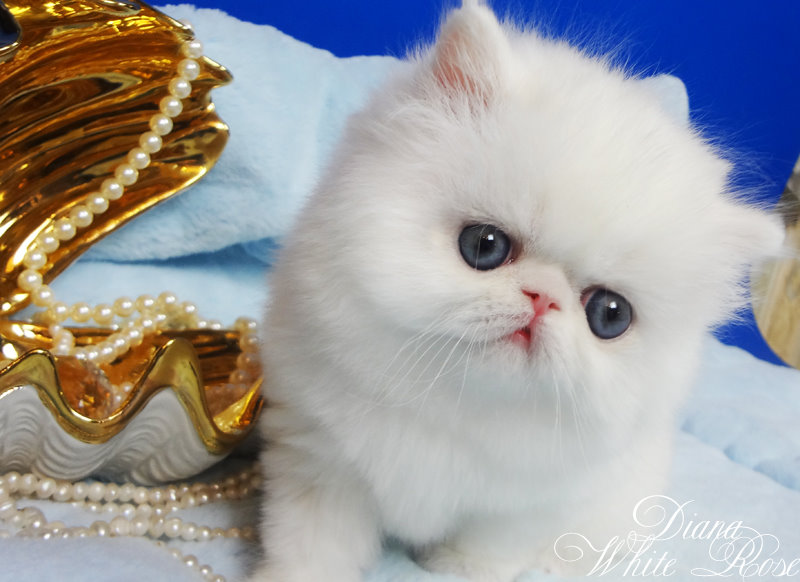 Персидский котенок белого окраса
