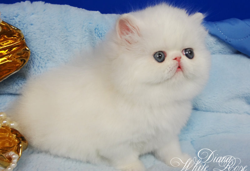Фото 2. Персидский котенок белого окраса