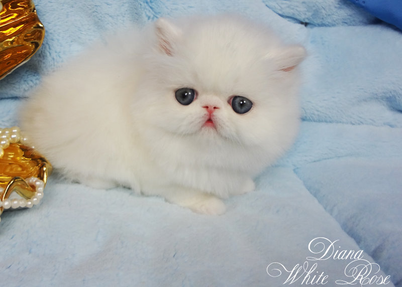 Фото 3/3. Персидский котенок белого окраса