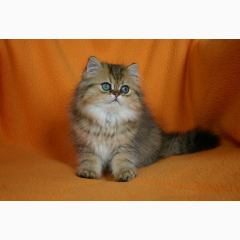 Фото 2/2. Персидские котята серебристая и золотая шиншилла