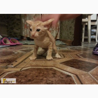 Котята донского сфинкса ищут любящий дом в Омске