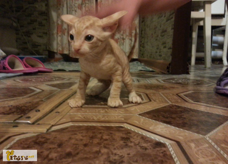 Котята донского сфинкса ищут любящий дом в Омске