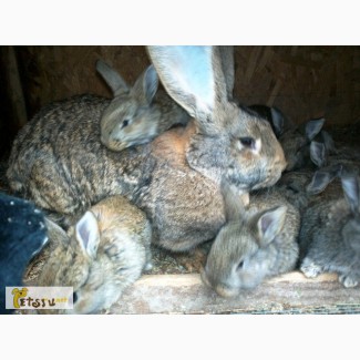 Кролики фландеры гиганты