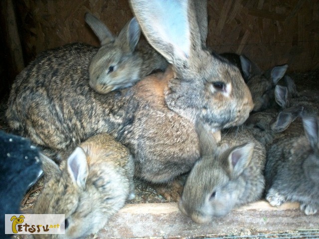 Фото 1/1. Кролики фландеры гиганты