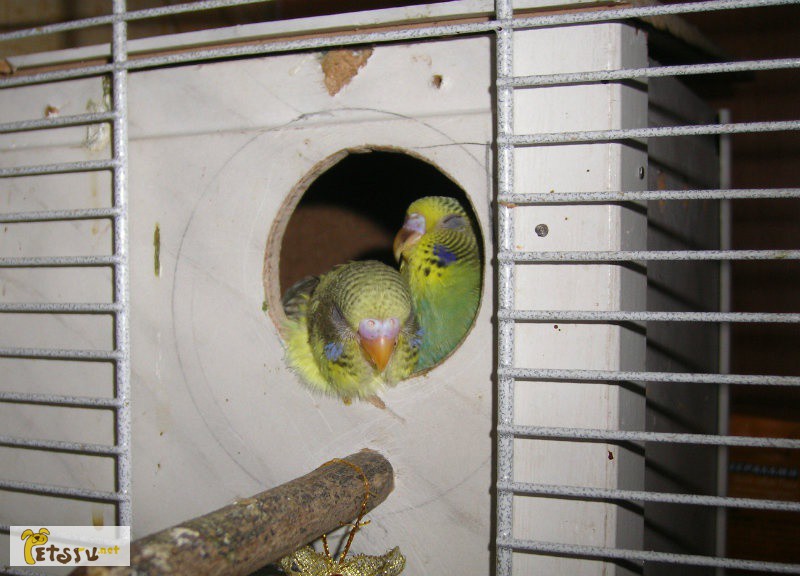 Фото 1/1. Волнистые попугаи домашнего разведения в Йошкар-Оле