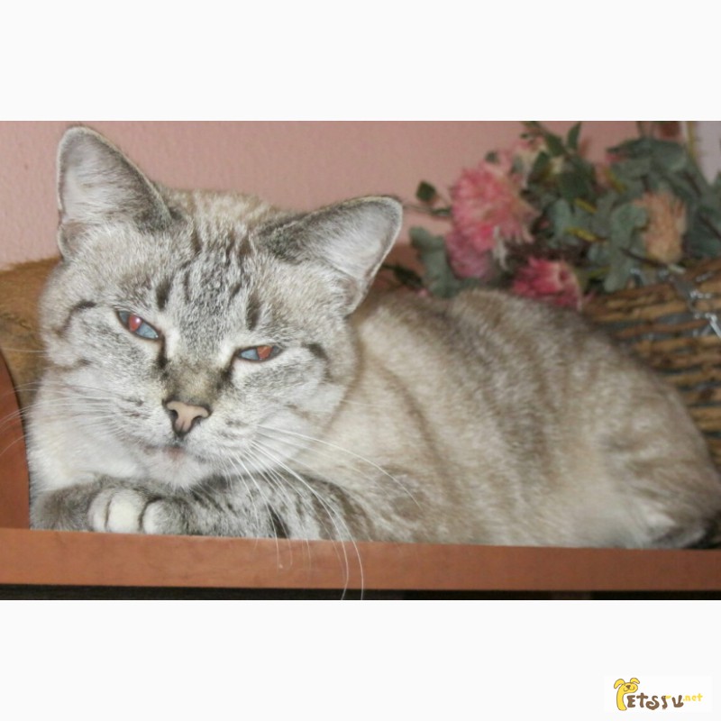 Фото 1/1. Метис тайской кошки Сима в добрые руки