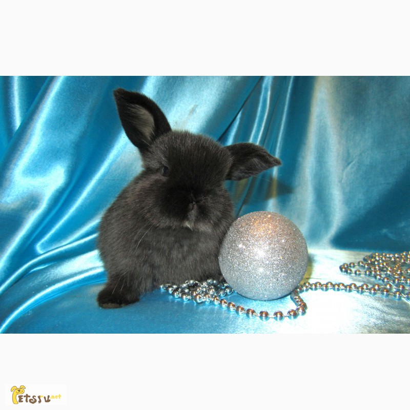 Фото 4. Продажа декоративных вислоухих карликовых кроликов английской породы Miniature Lop