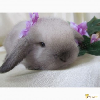 Продажа декоративных вислоухих карликовых кроликов английской породы Miniature Lop