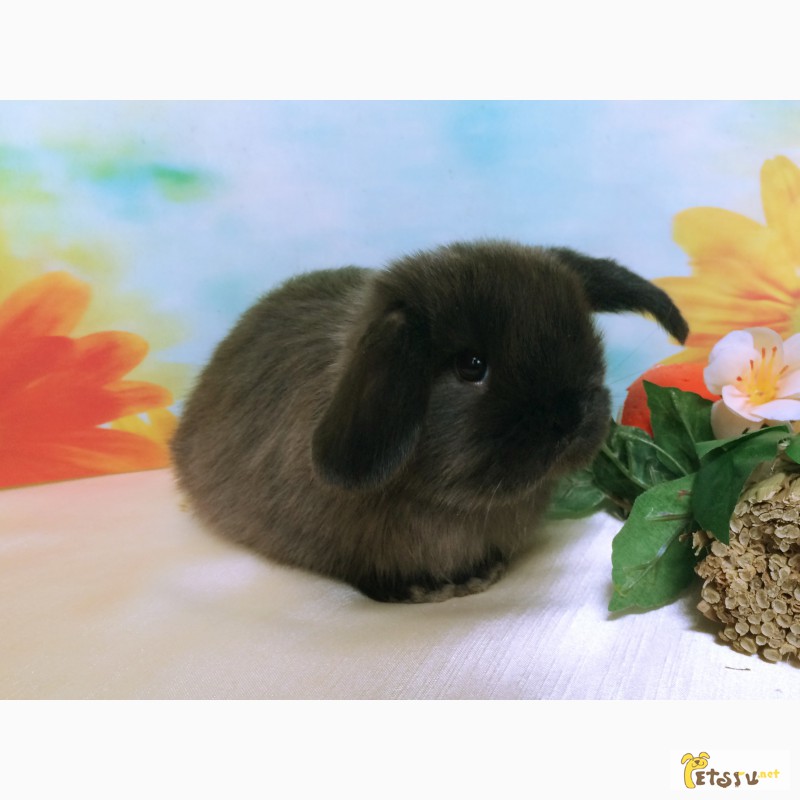 Фото 5. Продажа декоративных вислоухих карликовых кроликов английской породы Miniature Lop