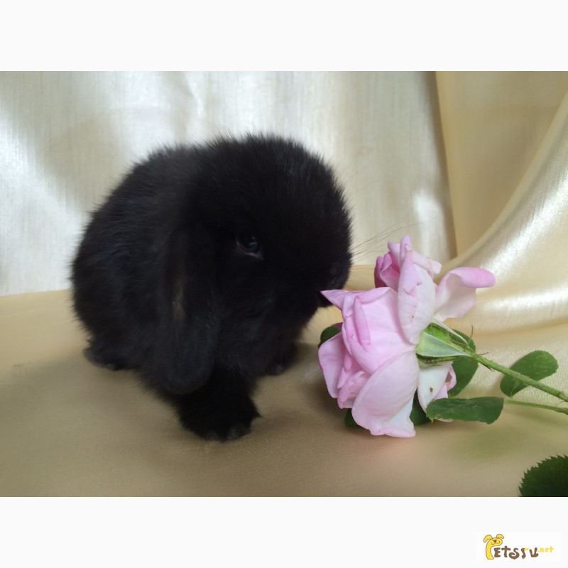 Фото 7. Продажа декоративных вислоухих карликовых кроликов английской породы Miniature Lop