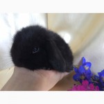 Продажа декоративных вислоухих карликовых кроликов английской породы Miniature Lop