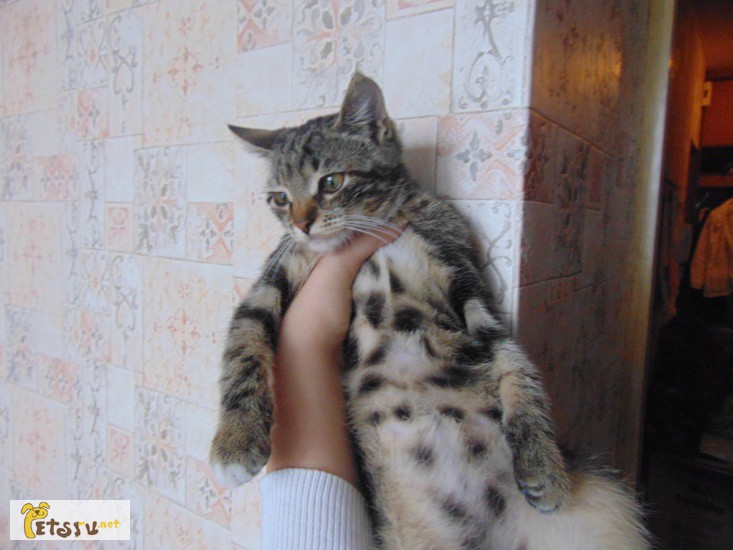 Бенгальский мраморный котенок в дар