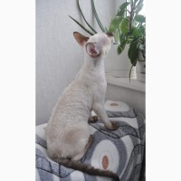 Клубный котик корниш-рекс