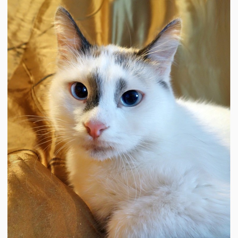 Голубоглазая Аврора тайский котёнок в дар