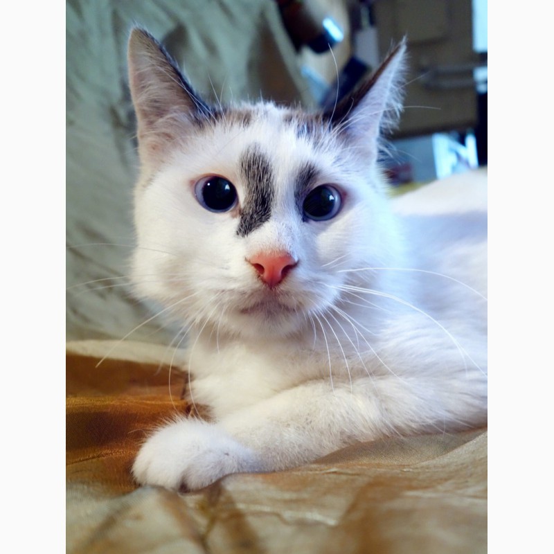 Фото 2/8. Голубоглазая Аврора тайский котёнок в дар