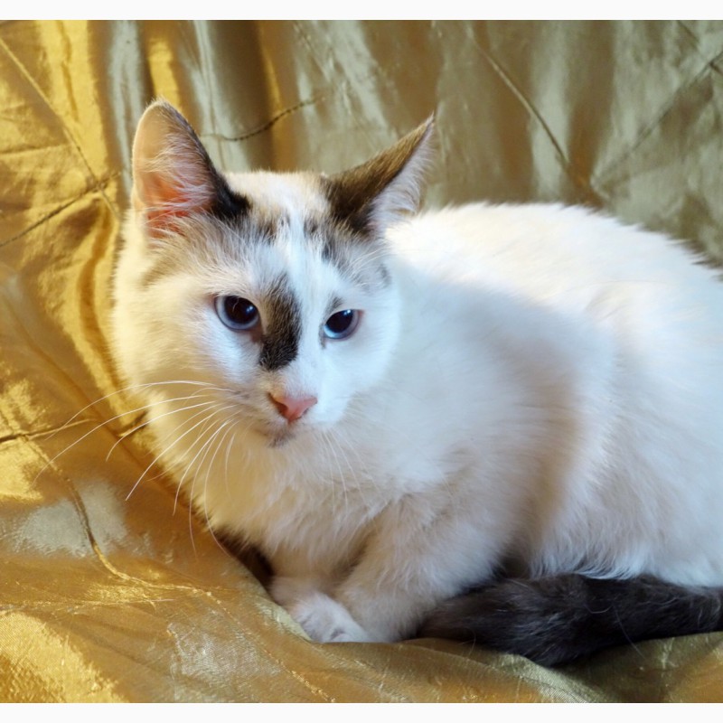 Фото 3/8. Голубоглазая Аврора тайский котёнок в дар