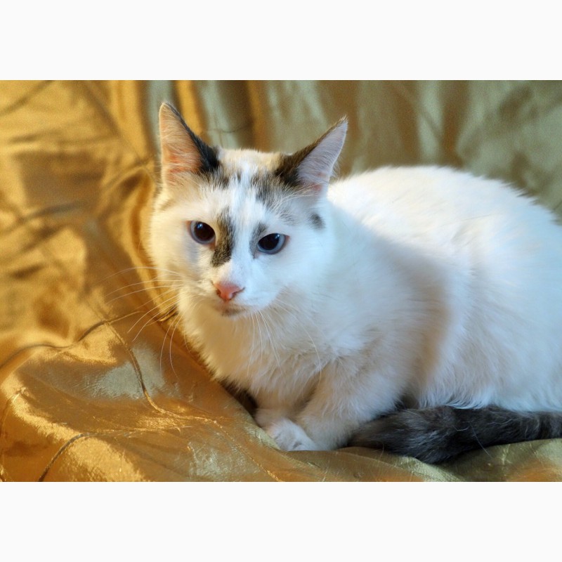 Фото 6. Голубоглазая Аврора тайский котёнок в дар