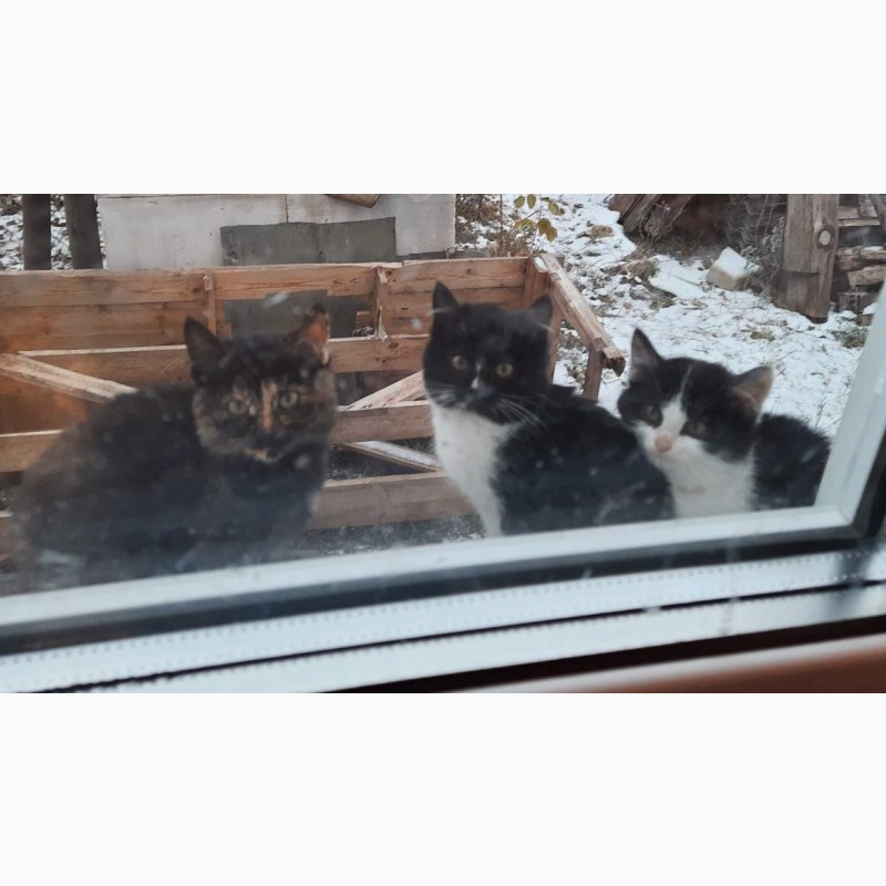 Фото 2. Три кота и одна кошечка