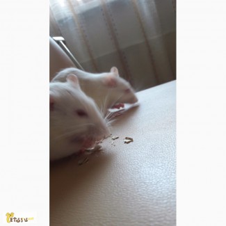 Крысы девочки в дар