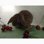 Купить карликового вислоухого кролика рекс в Москве Вы можете в питомнике Зайкина усадьба