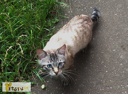 Фото 2/4. Пропал кот - метис тайской кошки